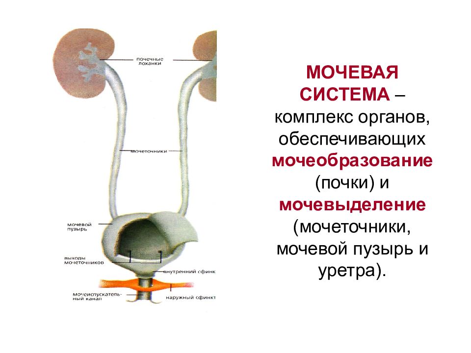 Почка мочеточник мочевой пузырь картинка