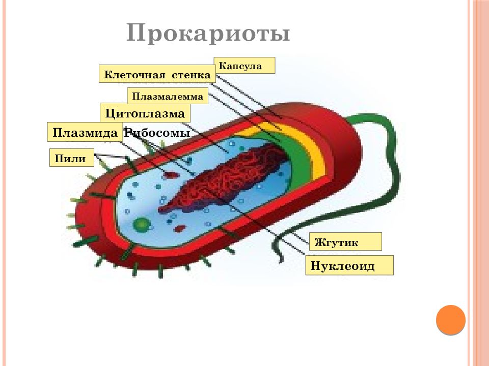 Наличие клеточной стенки