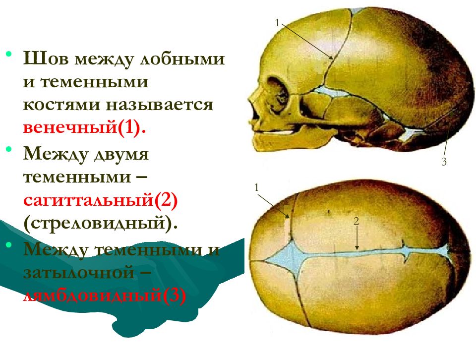 Теменная и затылочная кости тип соединения. Клиновидно-лобный шов черепа. Соединения костей черепа анатомия швы. Венечный шов соединяет кости черепа. Швы соединяющие кости свода черепа.