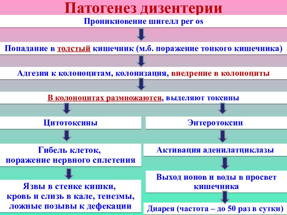 Патогенез дизентерии схема