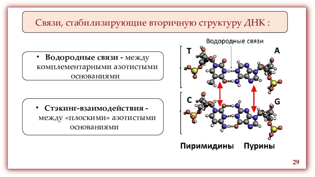 Вторичные связи. Связи стабилизирующие вторичную структуру ДНК. Вторичная структура белка связи стабилизирующие вторичную структуру. Взаимодействия стабилизирующие вторичную структуру ДНК. Вторичная структура ДНК стабилизирована.