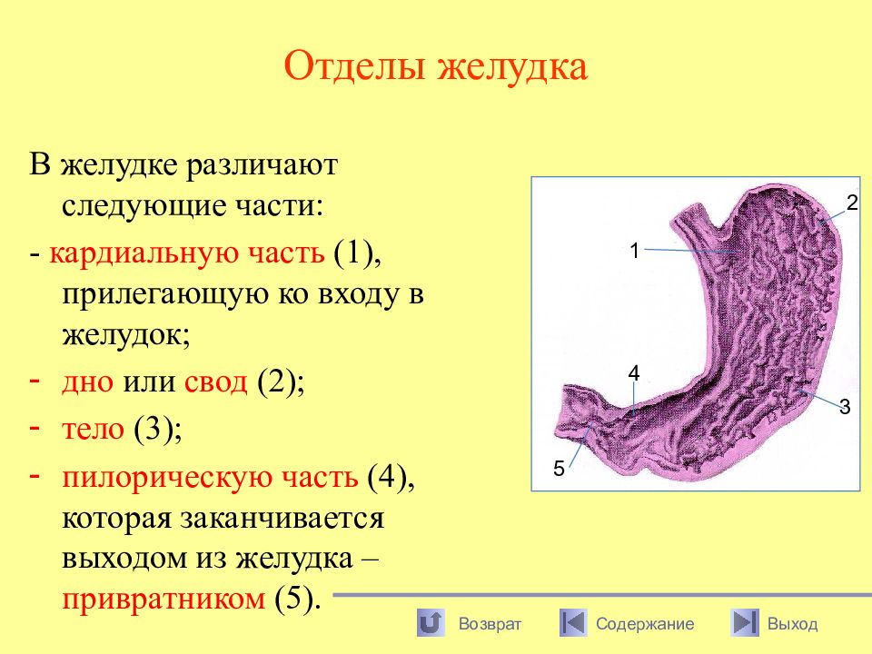 Для слизистой оболочки желудка характерно наличие