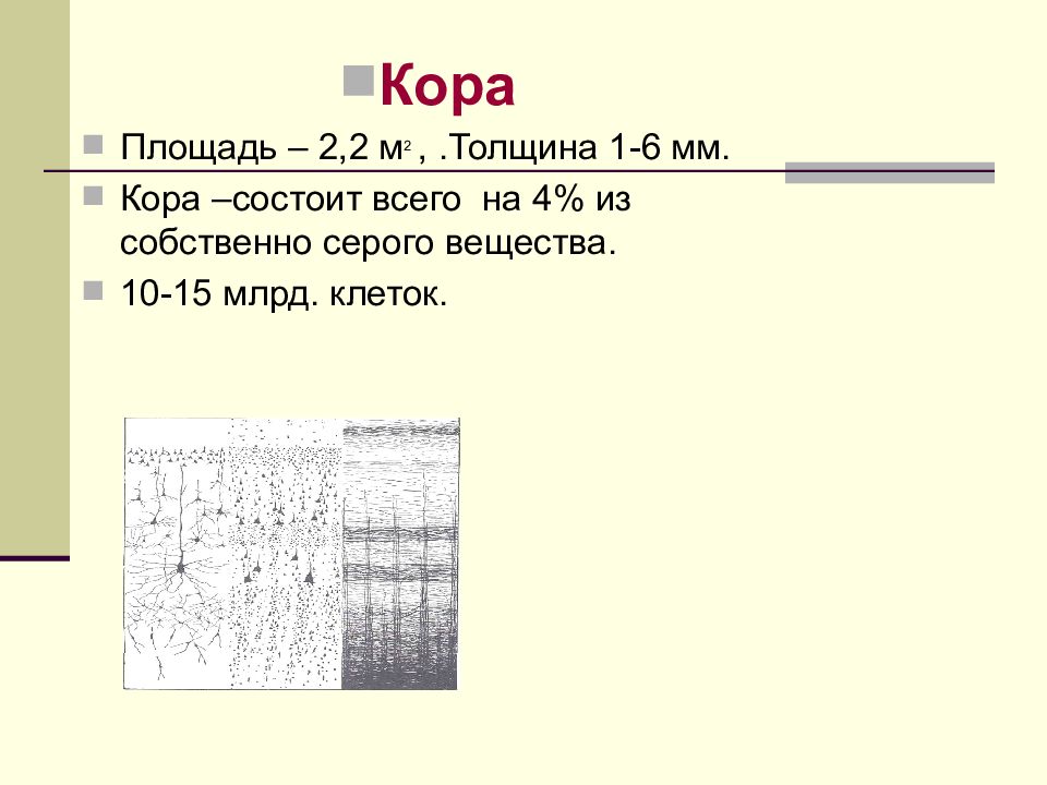 Корой состоящей из серого вещества покрыты