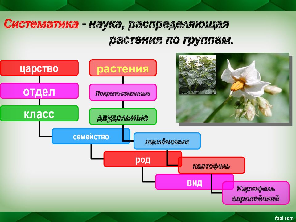 Систематика растений 5 класс