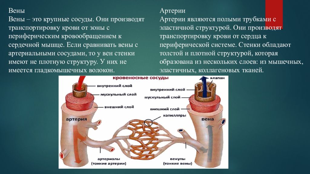 Сердечное дыхание. Сосуды дыхательной системы. Сердечно сосудистая и дыхательная система. Связь дыхательной и кровеносной системы. Сердце сосуды дыхательная и нервная.