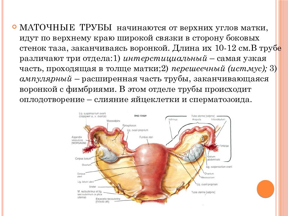 Маточных связки матки. Части трубы матки. Матка и маточные трубы анатомия. Строение маточных труб и матки анатомия. Маточные трубы и матка строение и функции.