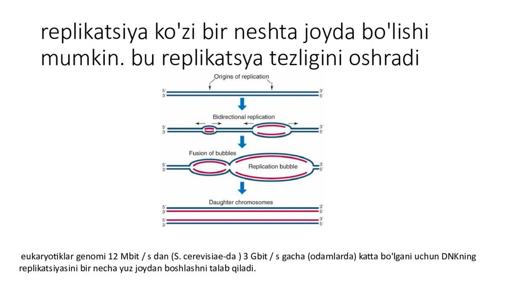 DNK ning tuzilishi va DNK replikatsiyasi replikatsiya ko'zi bir neshta joyda bo'lishi mumkin. bu replikatsya tezligini oshradi