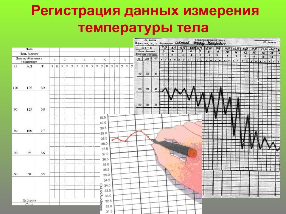 Термометрия животных презентация