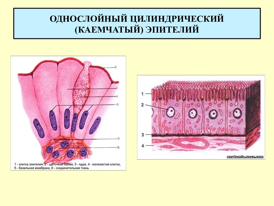 На рисунке под каким номером изображен реснитчатый эпителий