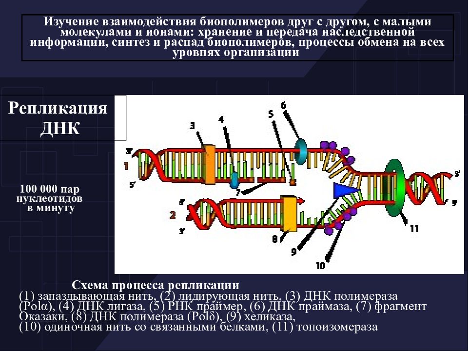 Хранение и передача наследственной информации. Термофорез для изучения взаимодействия биополимеров. Распад ДНК. ДНК полимераза взаимодействия. Термодинамическая система биофизика.