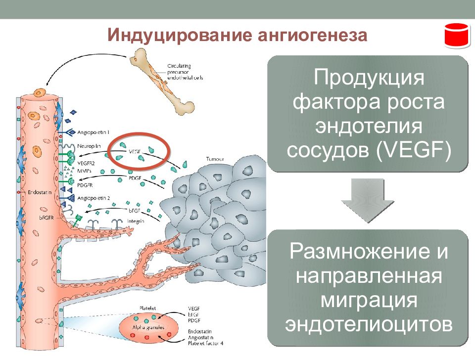 Индуцирование. VEGF фактор роста эндотелия сосудов. Ангиогенез патанатомия. Ангиогенные факторы. Факторы ангиогенеза.