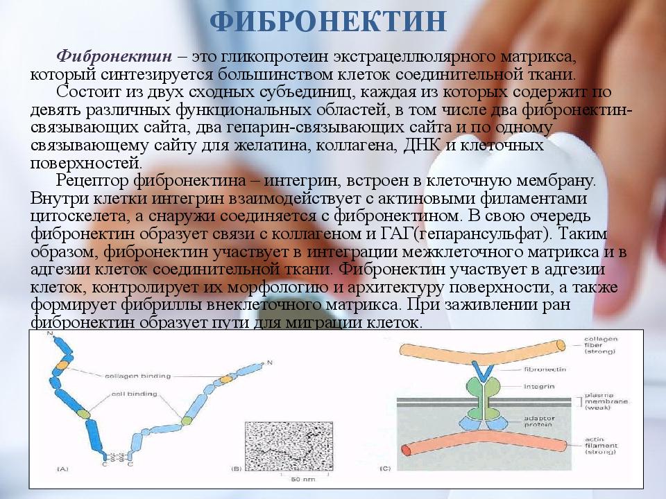 Белок фибронектин. Белок фибронектин. Белок фибронектин. Адгезивный белок. Белок фибронектин.