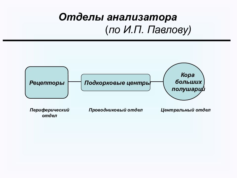 Отделы анализатора. Практикум по нейрофизиологии.