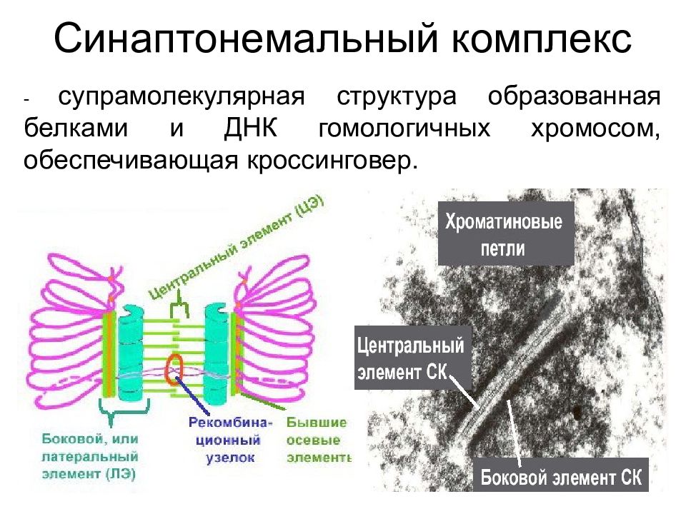 Пути образования энергии в клетке презентация