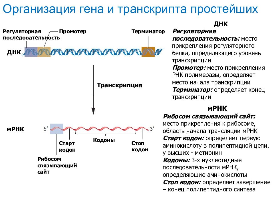 Современные представления о гене и геноме презентация 10 класс сивоглазов