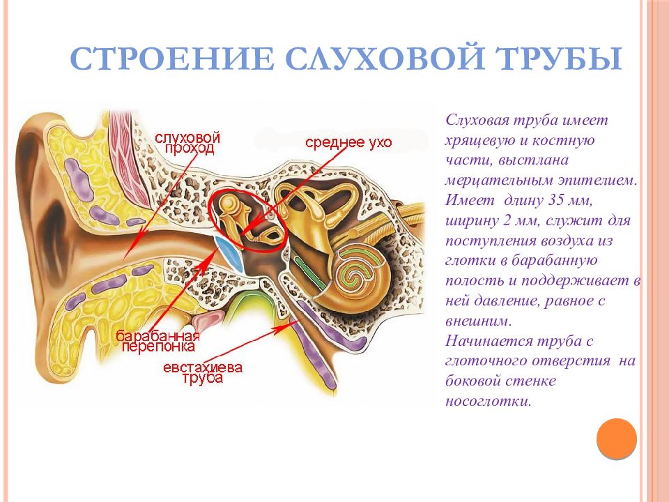 Рассмотрите на втором форзаце рисунок органа слуха проследите как звуковые