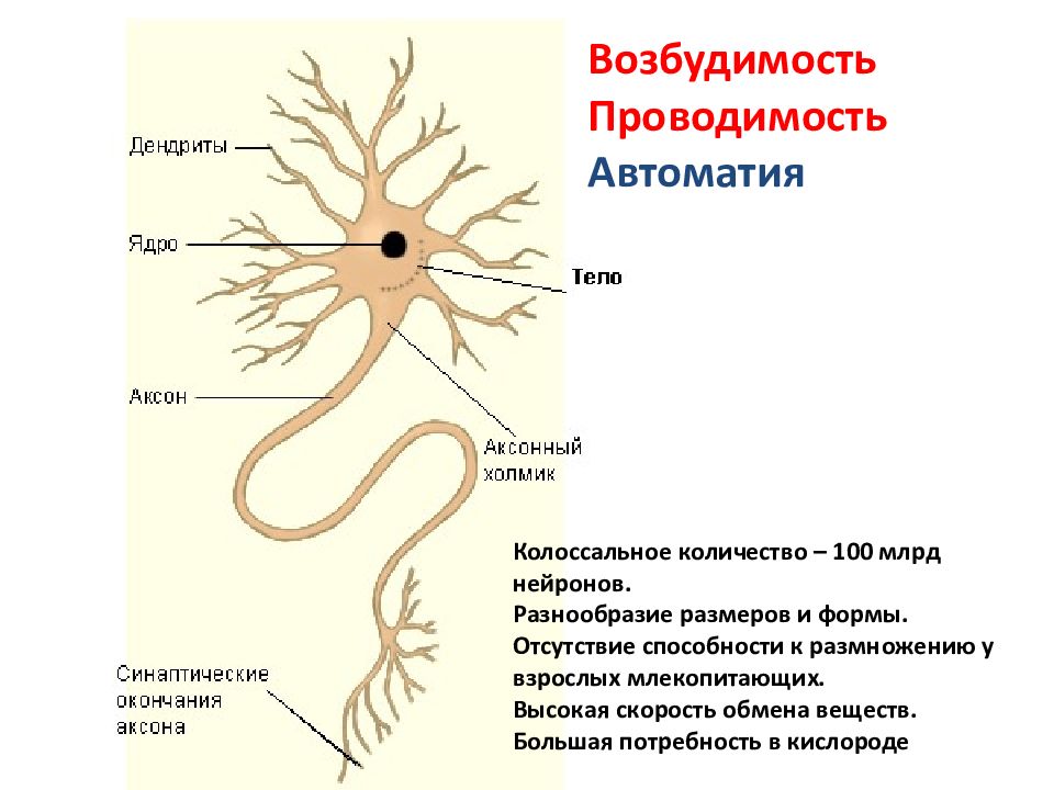 Нервная ткань состоит из собственно нервных клеток. Нервная ткань строение и функции. Строение нервной ткани человека. Функции компонентов нервной ткани. Нервная ткань особенности строения нейрона.