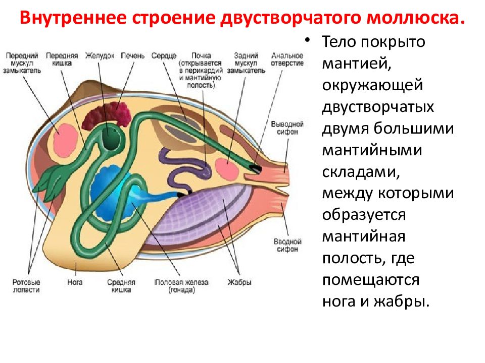 Органы дыхания двустворчатых