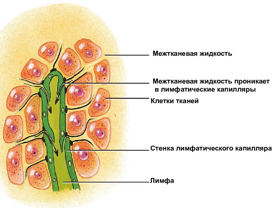 Лимфатическая жидкость. Лимфатический капиляр. Региональные лимфатические узлы матки. Лимфатические пузырьки. Расположение клеток в лимфе.
