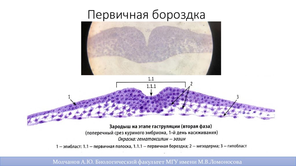 Первичный узелок. Первичная полоска зародыша курицы гематоксилин. Первичная полоска зародыша курицы гистология. Гаструляция гистология. Первичная полоска зародыша курицы поперечный срез препарат.