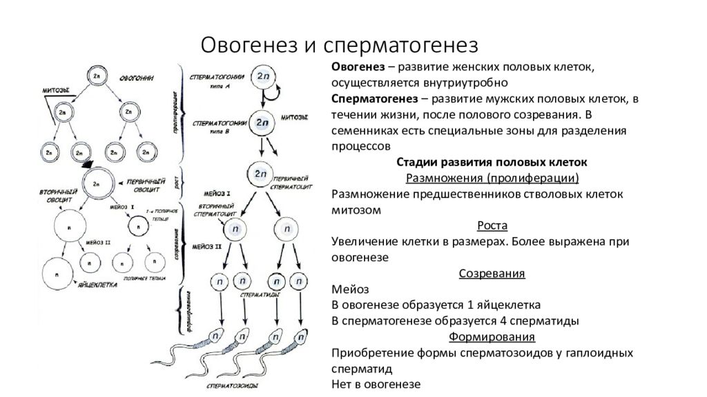 Последовательность процесса созревания женских половых клеток. Таблица стадия фаза сперматогенез овогенез. Этапы сперматогенеза схема. Овогенез схема ЕГЭ. Схема процессов сперматогенеза и овогенеза.