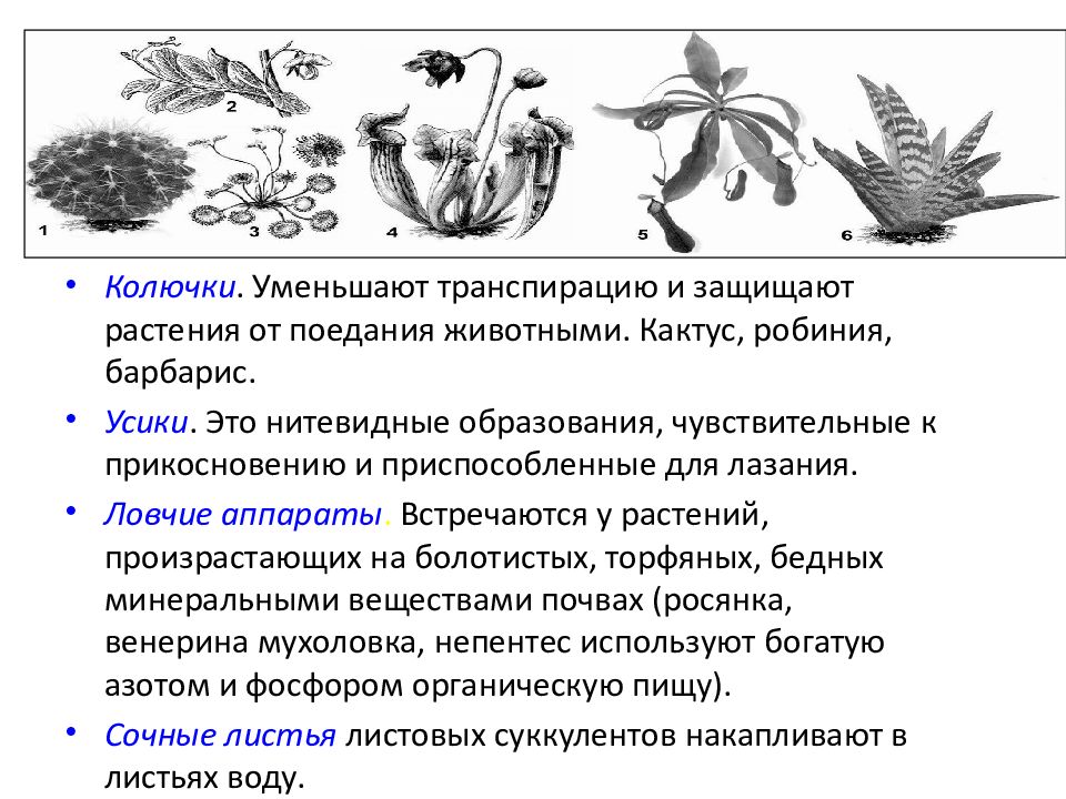 Какие приспособления растений. Защитные приспособления у растений. Приспособления растений от поедания. Способы защиты растений JN ;bdjnys[. Как растения защищаются от животных.