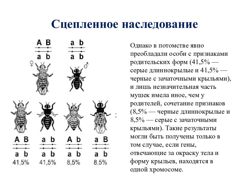 Как наследуется хромосом. Сцепленное наследование т Моргана. Сцепленное наследование у дрозофилы. Хромосомная теория наследственности дрозофилы. Хромосомная теория наследования признаков. Закон т. Моргана..