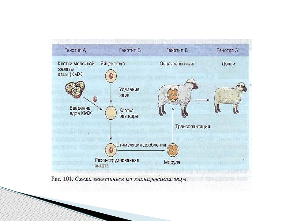 Наследование дифференцированного состояния клеток химерные и трансгенные организмы презентация