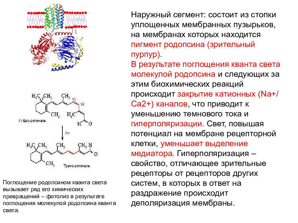 Сегменты состоят из. Родопсин биофизика. Пигмент родопсин. Поглощение Кванта света родопсин. Родопсин и ее превращения.