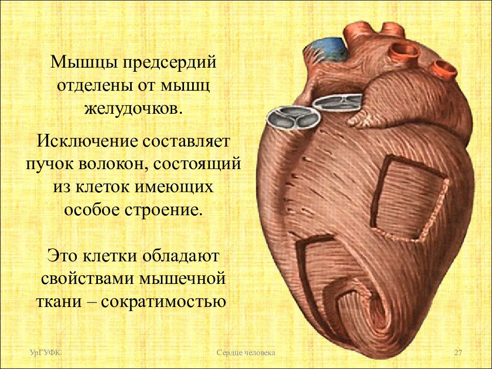 Сердечная мышца рисунок