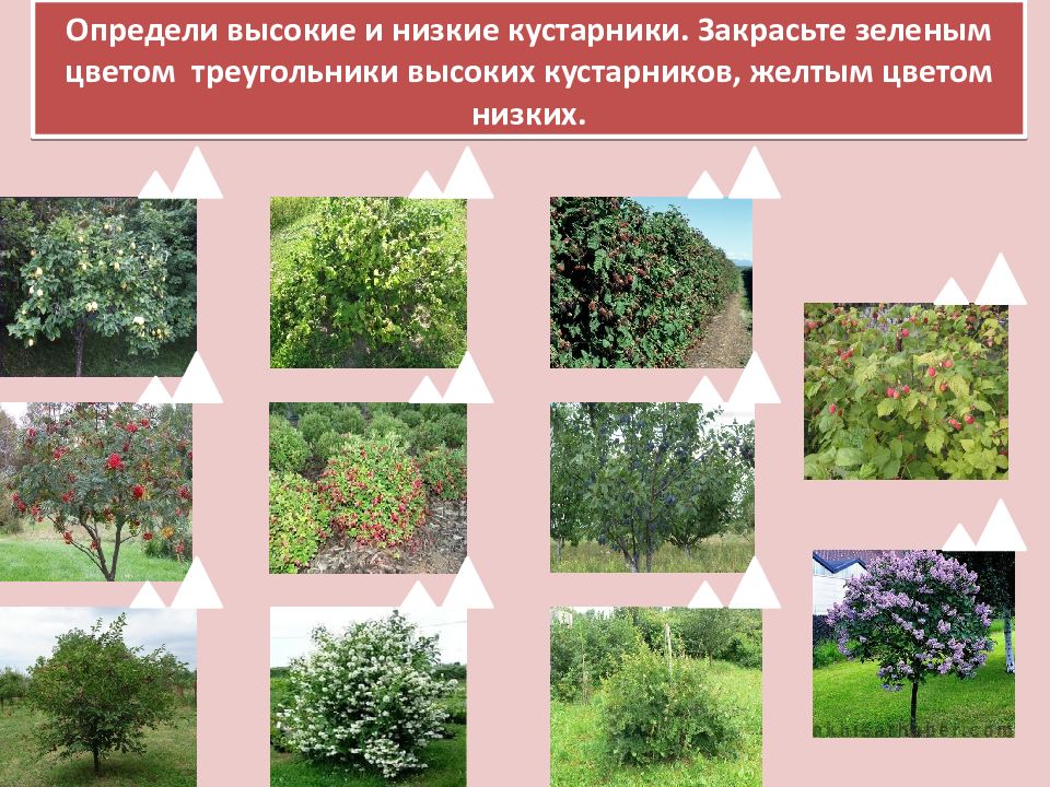 Кустарники тест. Кустарники высокие и низкие. Высокий низкий куст. Высокие средние и низкие кустарники. Вопрос о кустарнике.
