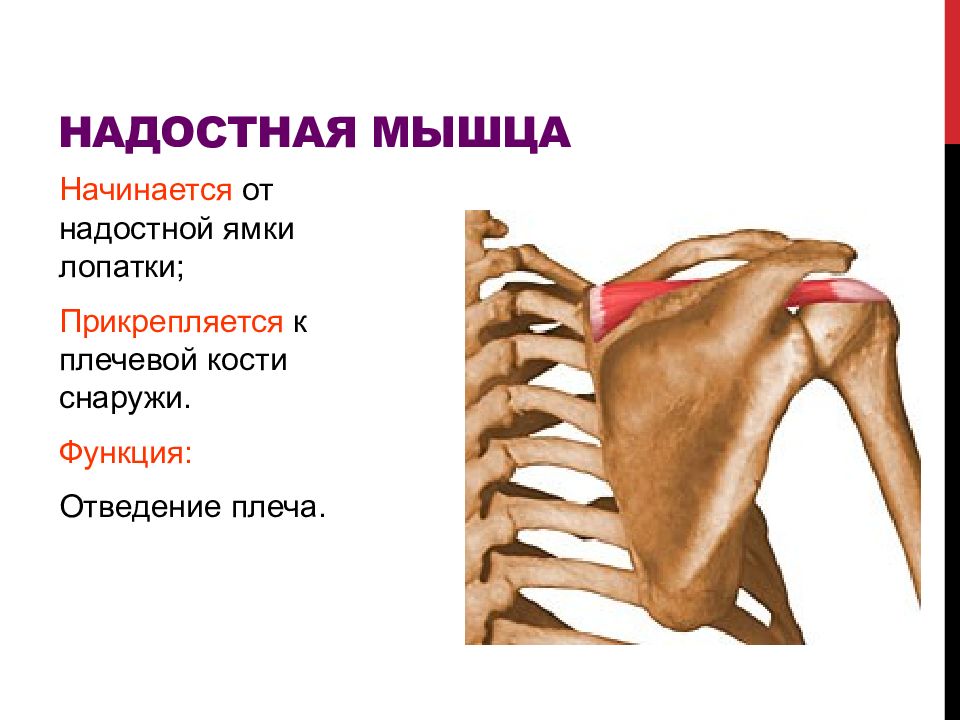 Подлопаточная анатомия