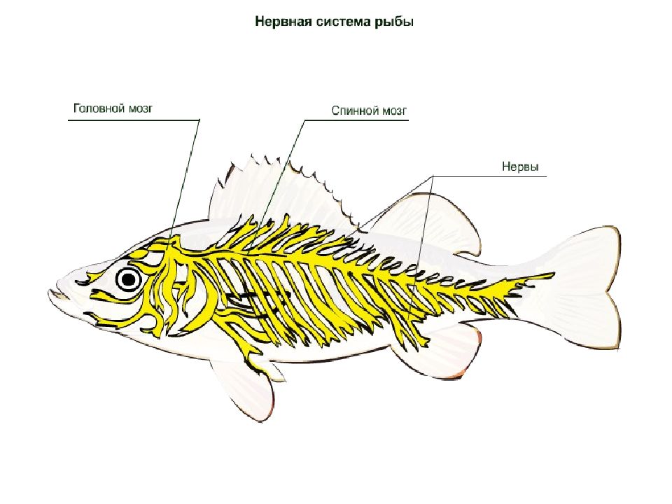План рыбы. Нервная система рыб схема. Строение нервной системы рыб. Нервная система костной рыбы биология 7 класс. Внутреннее строение рыбы нервная система.