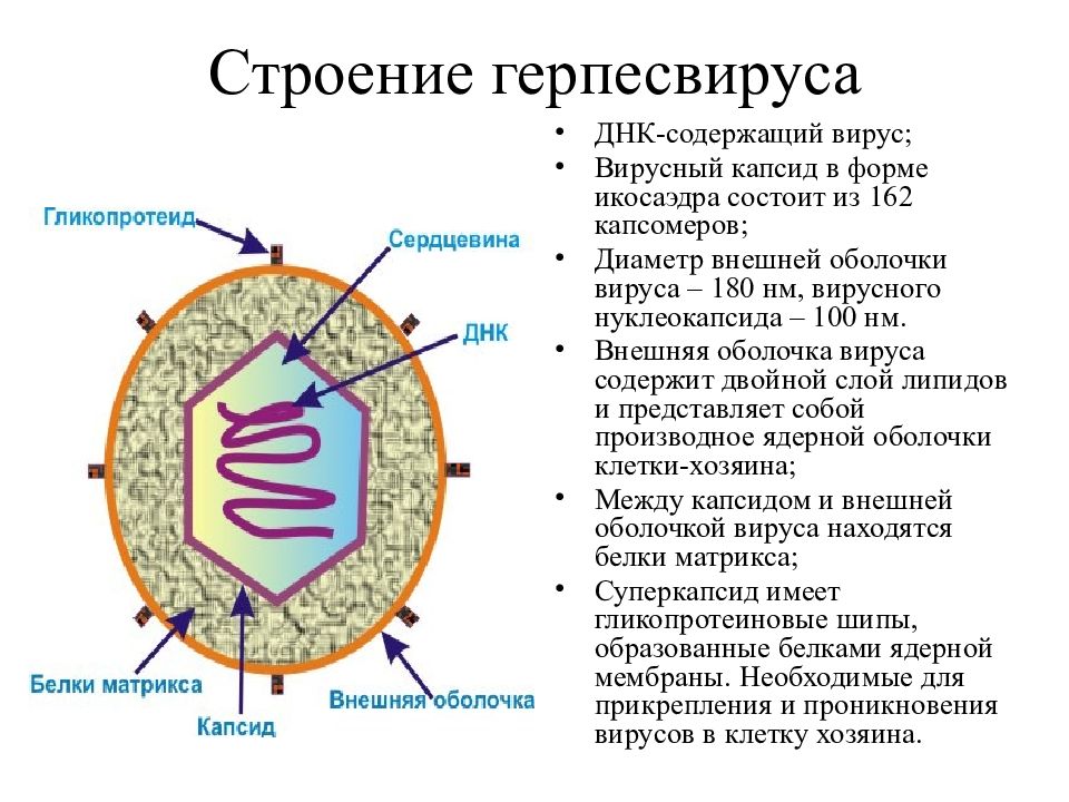 Вирус герпеса презентация по биологии