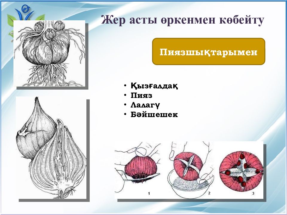 Вегетативті көбею презентация