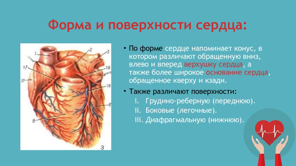 Верхушка сердца. Грудинно-реберная (передняя) поверхность сердца. Верхушка сердца обращена. 3 Поверхности сердца. Основание сердца.