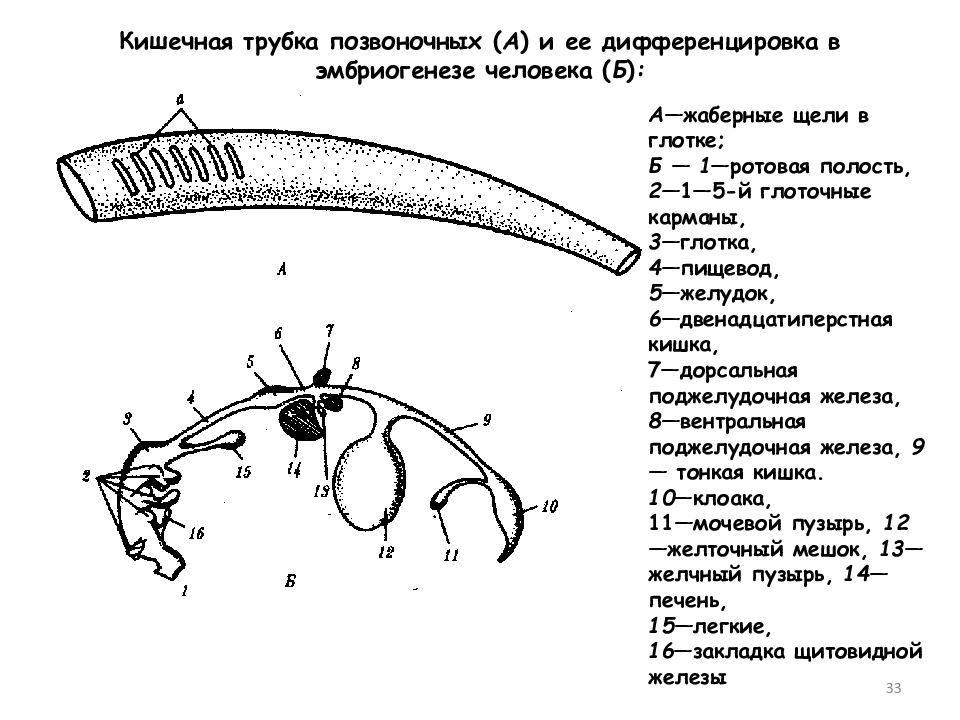 Какие ткани и органы позвоночного животного образуются из клеток обозначенных на рисунке цифрой 1