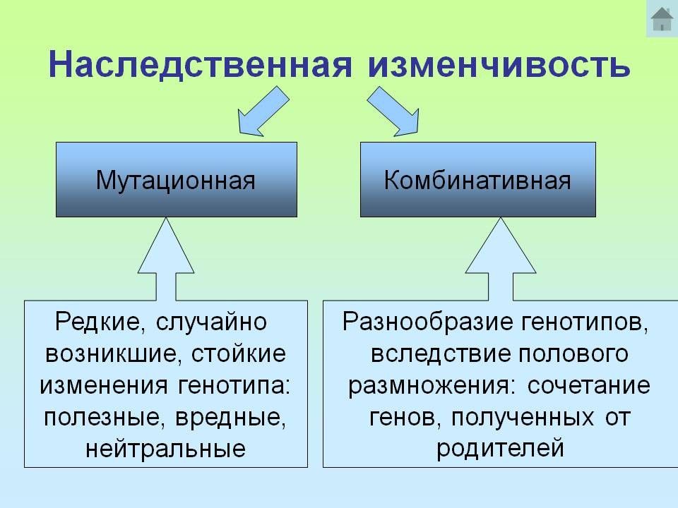 Мутации и их роль в эволюционном процессе презентация