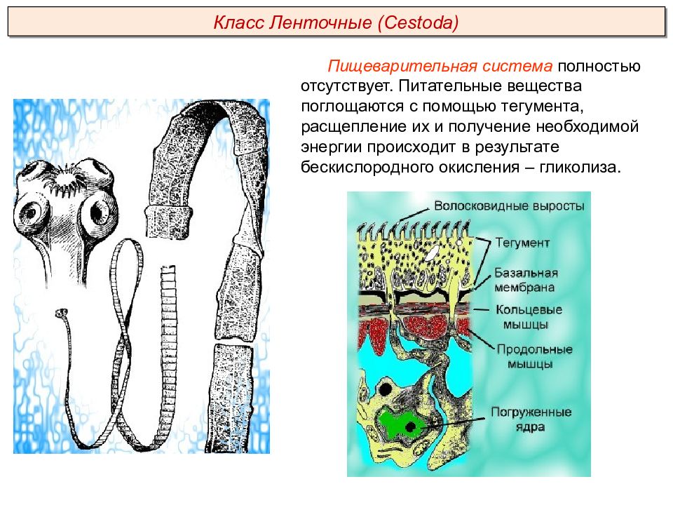 Тегумент ленточного червя рисунок с подписями