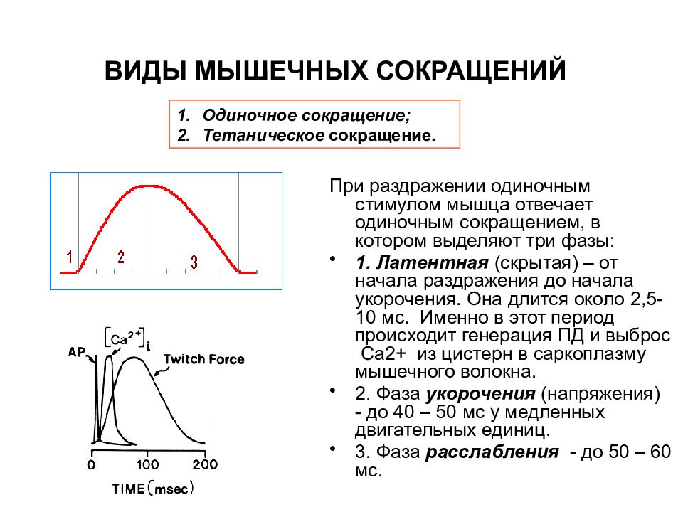 Время одиночной. Одиночное мышечное сокращение нрвфик. Периоды одиночного мышечного сокращения. Соотношение цикла возбуждения и сокращения скелетной мышцы. Фазы одиночного мышечного сокращения.