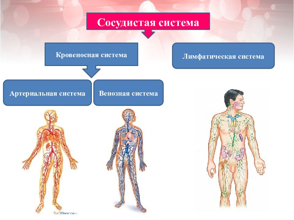 Связь лимфатической системы с кровообращением рисунок