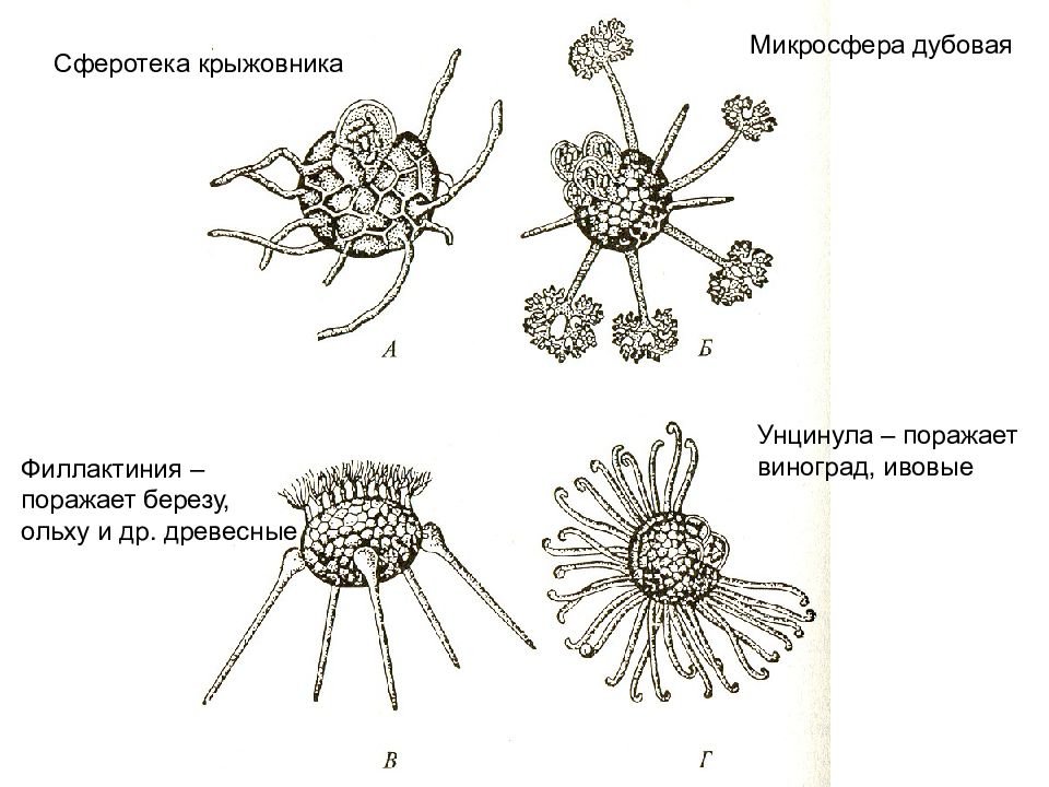 Мучнистая роса рисунок