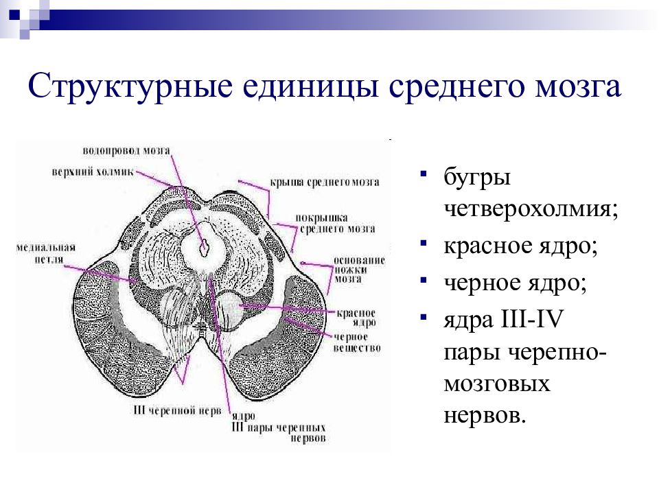 Средний мозг включает в себя. Наружное строение среднего мозга анатомия. Анатомия среднего мозга анатомия промежуточного. Средний мозг, его строение и функции.. Функции ядер черепно-мозговых нервов среднего мозга.