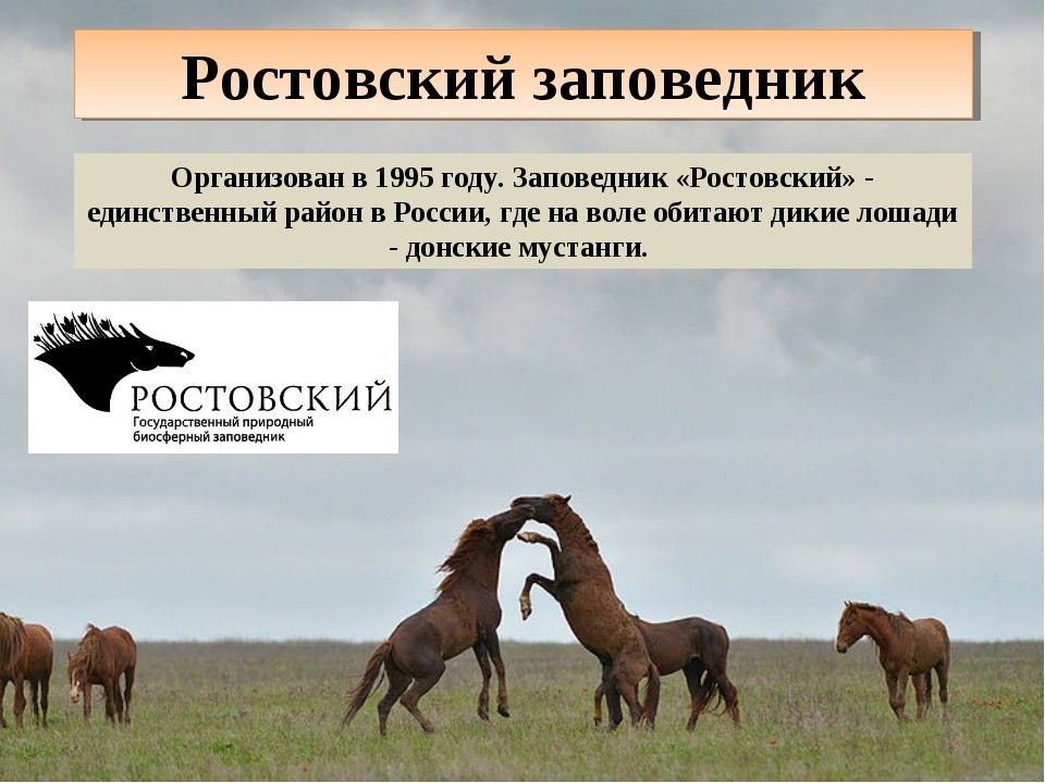 Название заповедников расположенных в зоне степей. Ростовский заповедник в зоне степей. Степные заповедники Ростовской области. Ростовский заповедник в степи 4 класс. Ростовский заповедник животные.