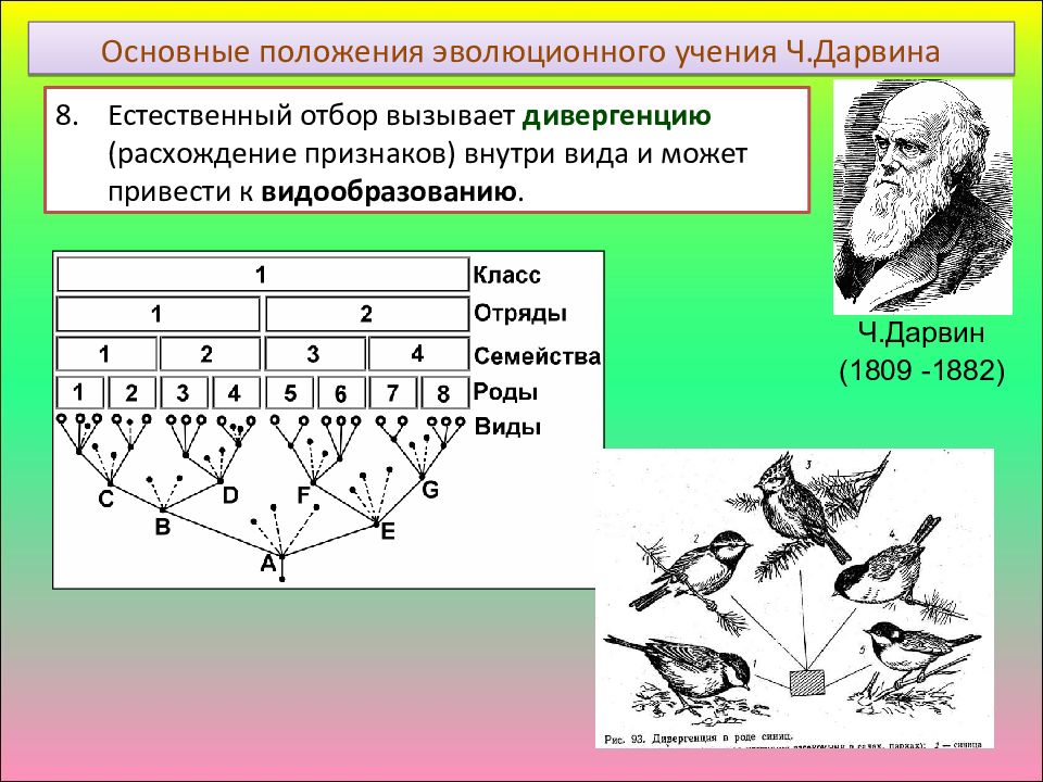 Движущая сила дивергенции. Основные положения эволюционного учения ч Дарвина. С позицией эволюционного учения ч Дарвина любое приспособление. Объясните с позиции эволюционного учения. Дарвиновский период развития эволюционного учения.