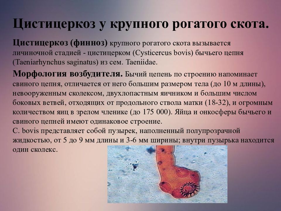 Цистицеркоз у крупного рогатого скота. Цистицеркоз (финноз)  крупного рогатого