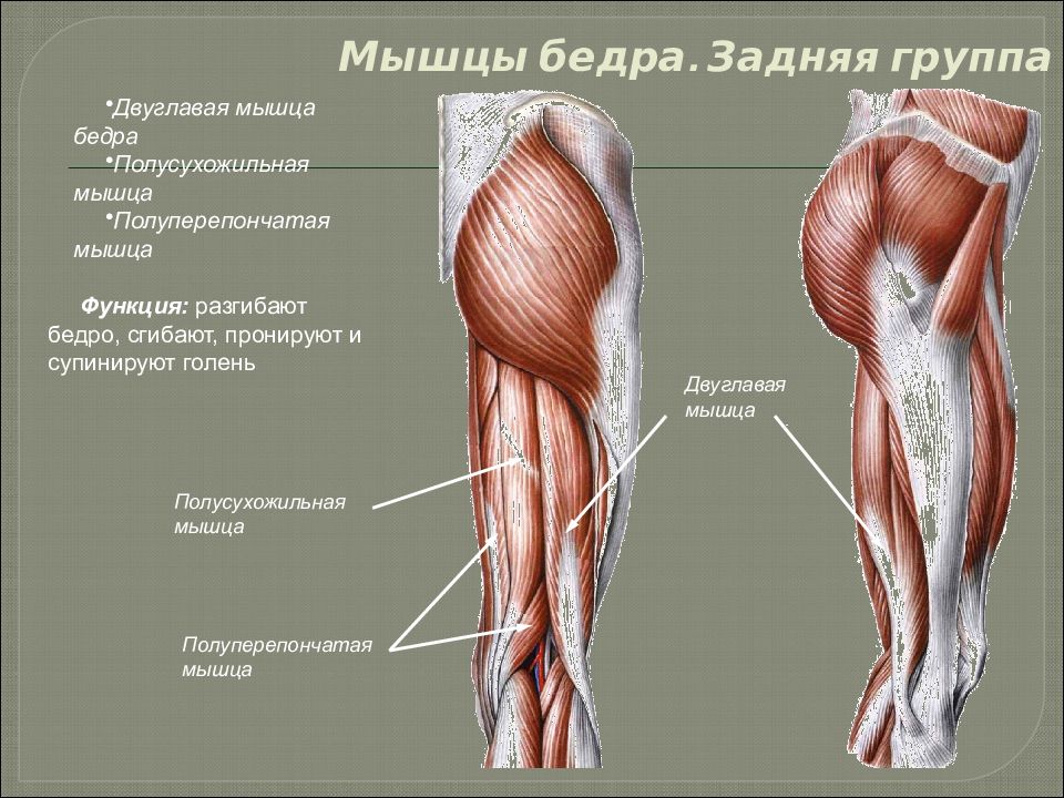 Мышцы поверхности бедра. Мышцы нижней конечности задняя группа бедра. Задняя поверхность бедра схема. Мышцы нижней конечности четырехглавая. Передняя группа мышц бедра строение.