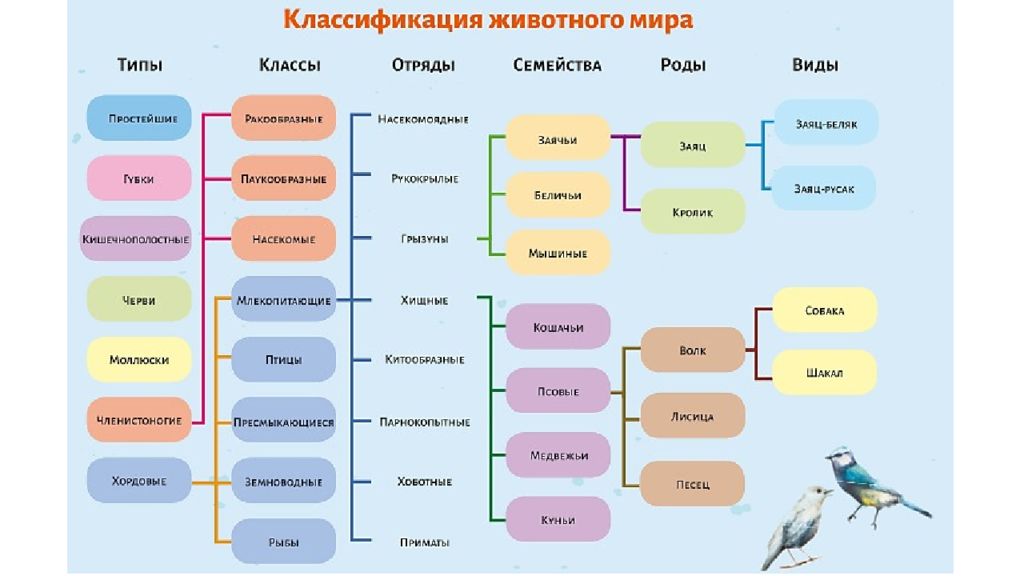 Виды живых существ. Схема классификации животных 7 класс. Систематика царство животные схема. Классификация всех живых организмов биология. Царство животных типы классы отряды семейства.