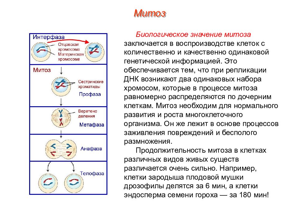 Презентация на тему деление клетки митоз