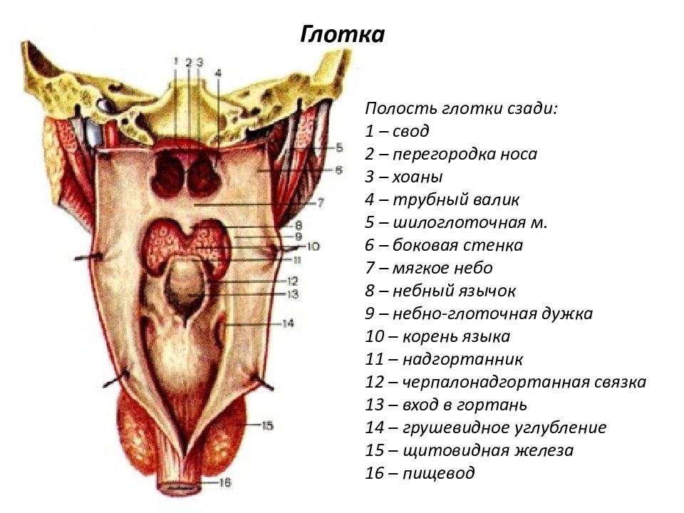Анатомия ротоглотки в картинках